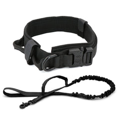 Dog Collar - Visionary Express