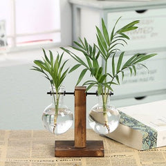 Hydroponic Transparent Plant Vases - Visionary Express